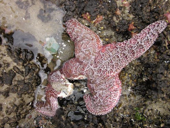 Star Fish (Sea Star) story — Steemit