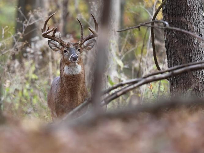 Tips for second week of antlered deer season Wildlife