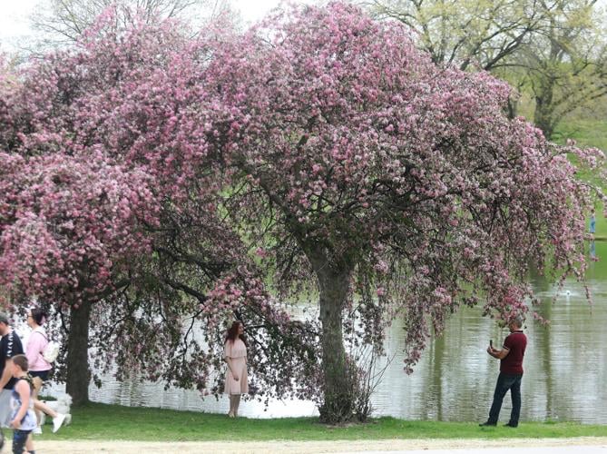 WilkesBarre Cherry Blossom Festival returns this weekend News