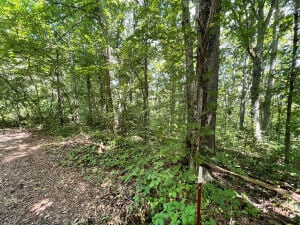 Lot 19-20  Michaels , Newport, TN 37821