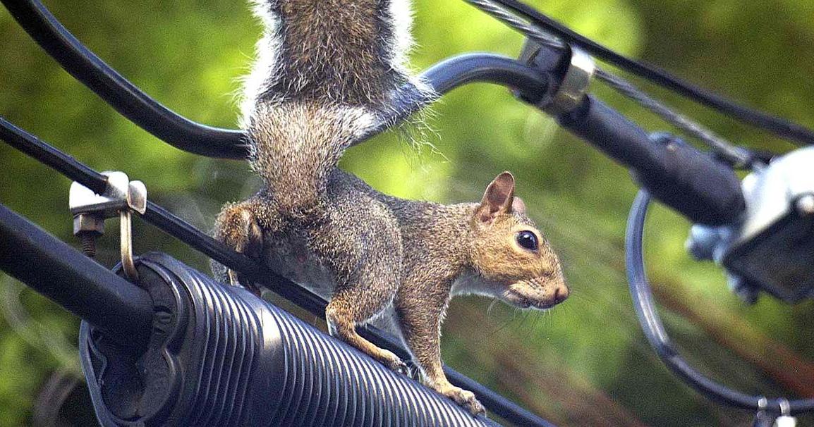 Squirrel causes large, three-county power outage | Local News |  citizentribune.com