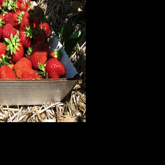 Up Their Alley Fruit Jar Alley satisfies many needs in Downtown