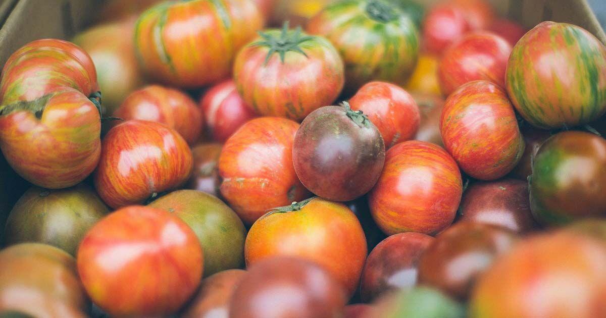 Grainger County Tomato Festival 2022