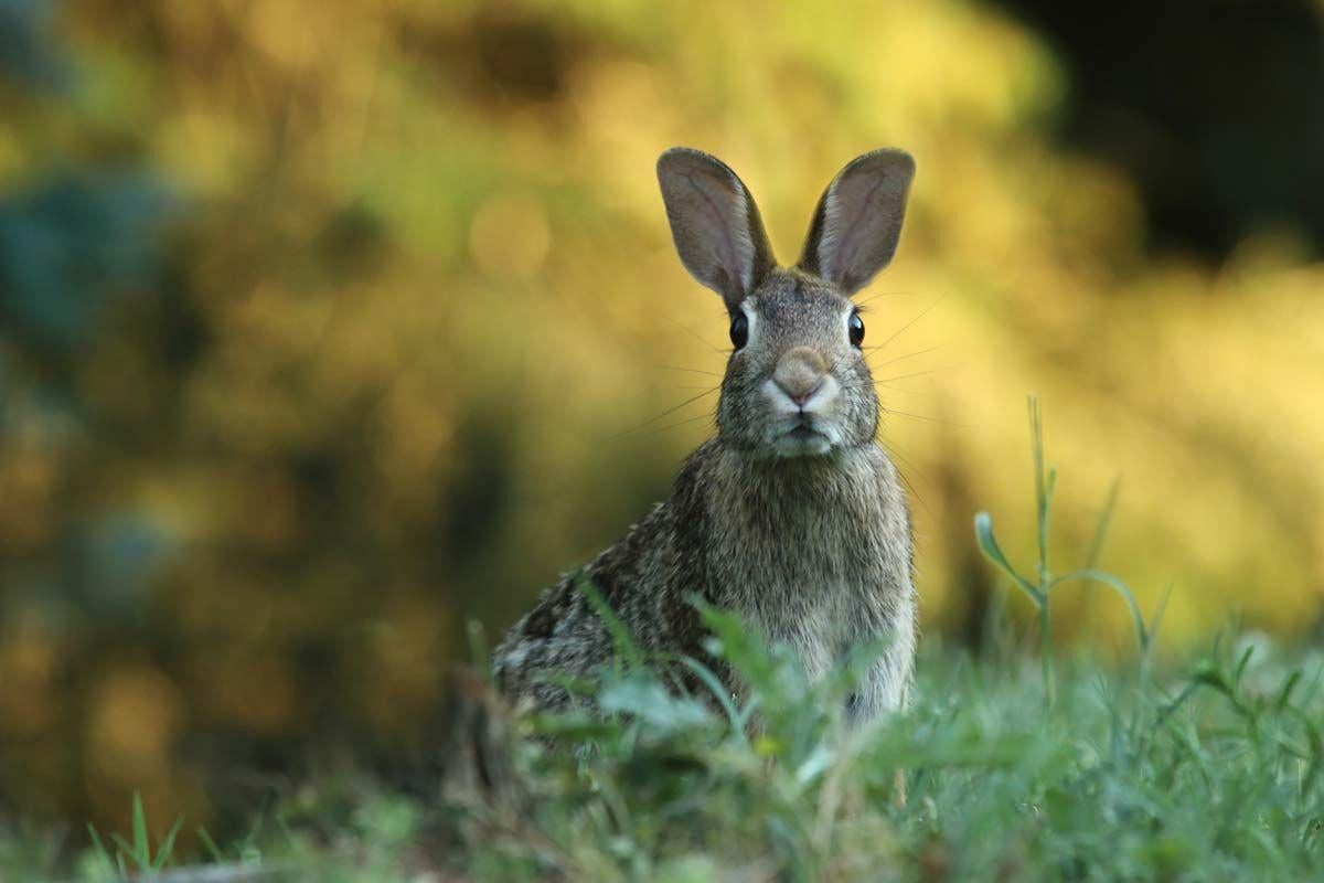 State restricting rabbit imports to keep out virus