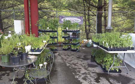 cedar creek farm will be one of the vendors at this years spring thyme in the garden event april 28 at the rose center - Thyme Garden cedar creek farm will be one of the vendors at this years spring thyme in the garden event april 28 at the rose center - Thyme Garden