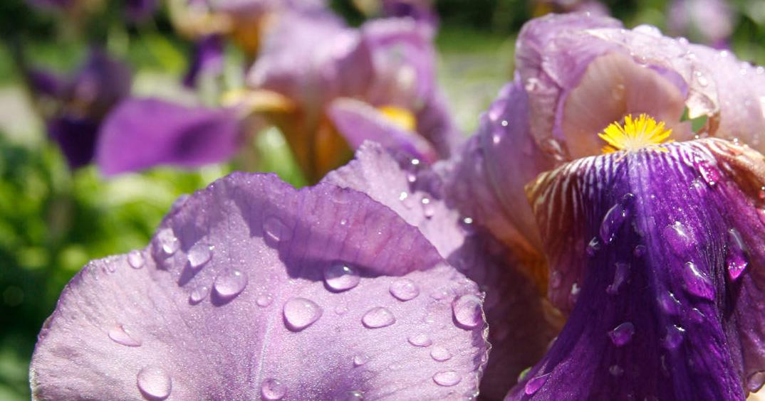 Iris Festival is back in downtown Greeneville Lifestyles