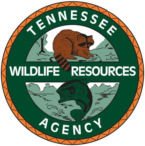 Tennessee Wildlife Resources Agency investigating bear sighting in South Holston Lake area