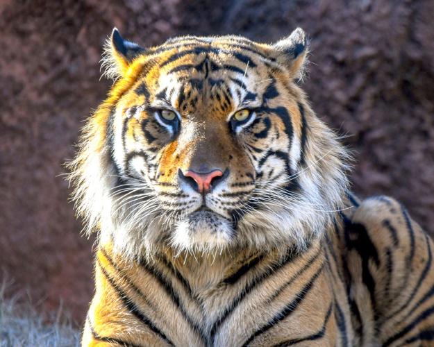 OKC Zoo celebrates Sumatran tiger twins' first birthday