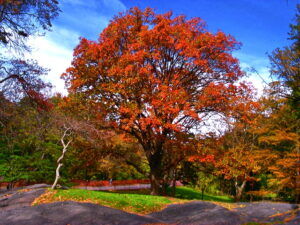 new jersey tree foundation