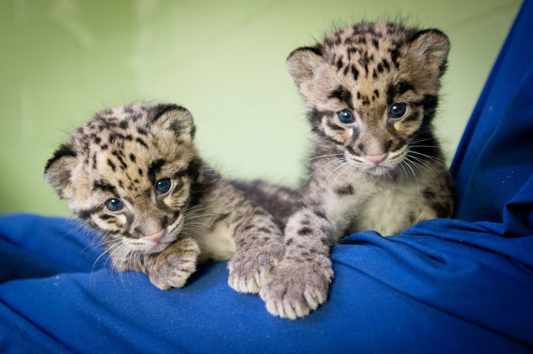 Red Clouded Leopard born at OKC Zoo endangered and rare