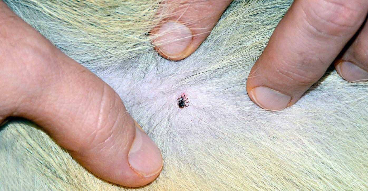 do ticks get inside dogs skin