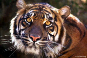 Rare Tiger Litter Born At Six Flags, Increasing Population By 1