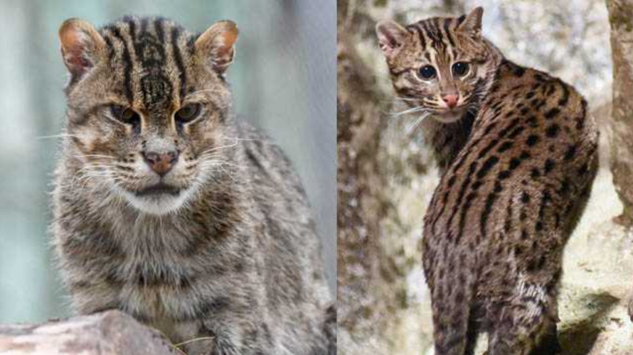 OKC Zoo unites three generations of rare fishing cats | Community