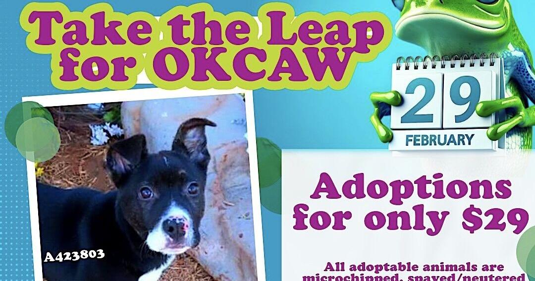 Leap into 2024 with a pet adoption from the OKC Animal Shelter - Vimarsana News