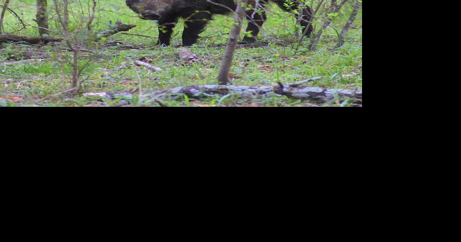 Damaging feral hogs in 76 Oklahoma counties according to University of ...