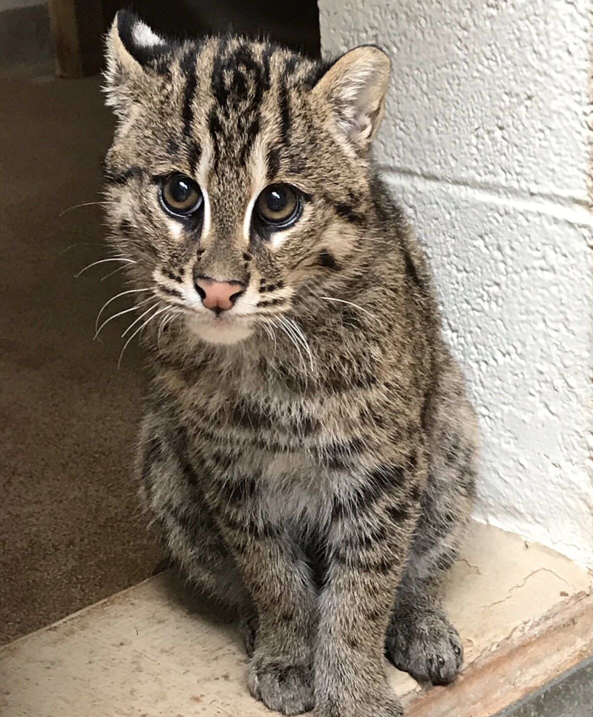 OKC Zoo unites three generations of rare fishing cats | Community