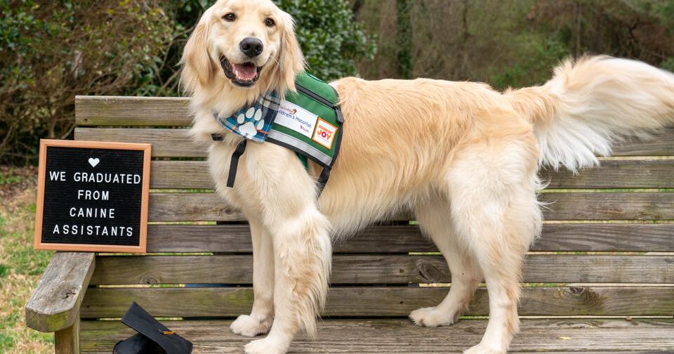 Oklahoma Children's Hospital OU Health welcomes the newest in-residence facility dog - Vimarsana News