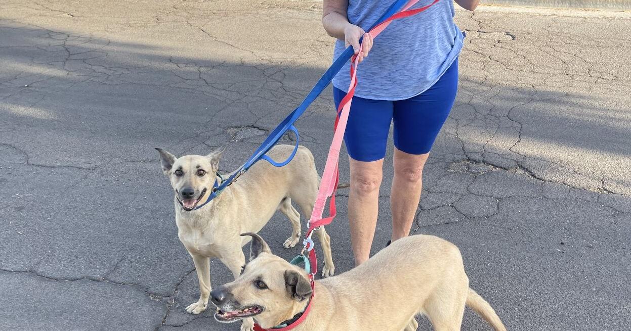 Fountain Hills dog rescue seeks home for duo from Mexico - Vimarsana News