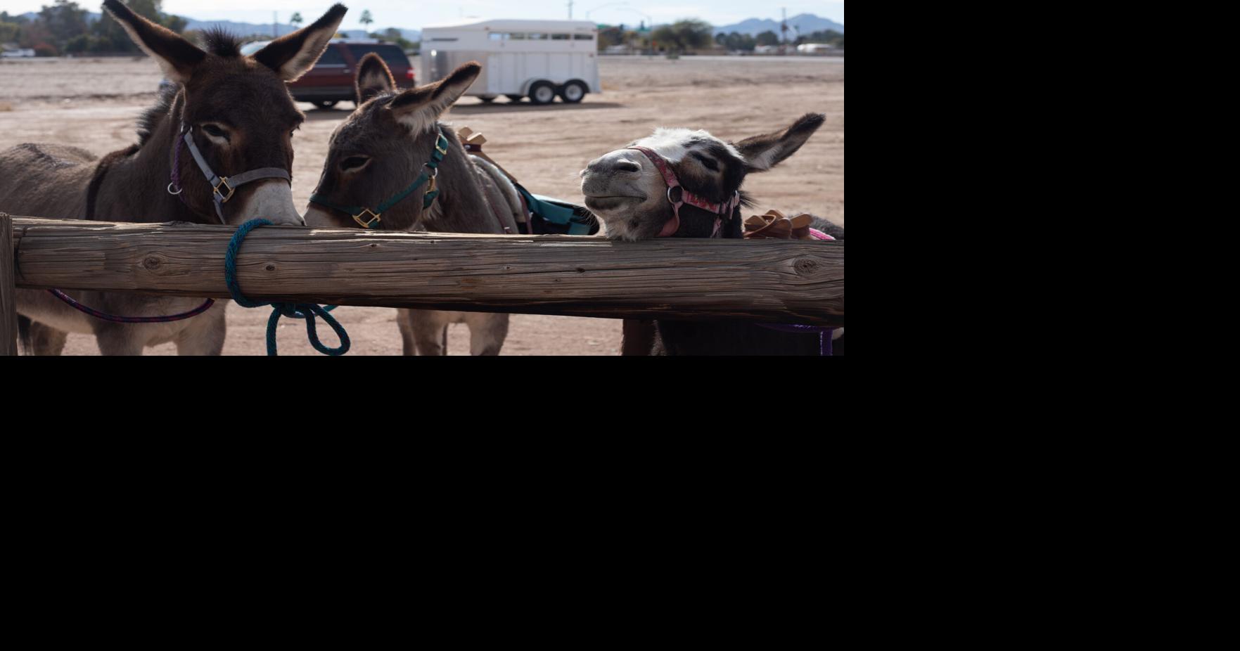 Things to do: Spend your day with donkeys in Queen Creek | Local-news ...