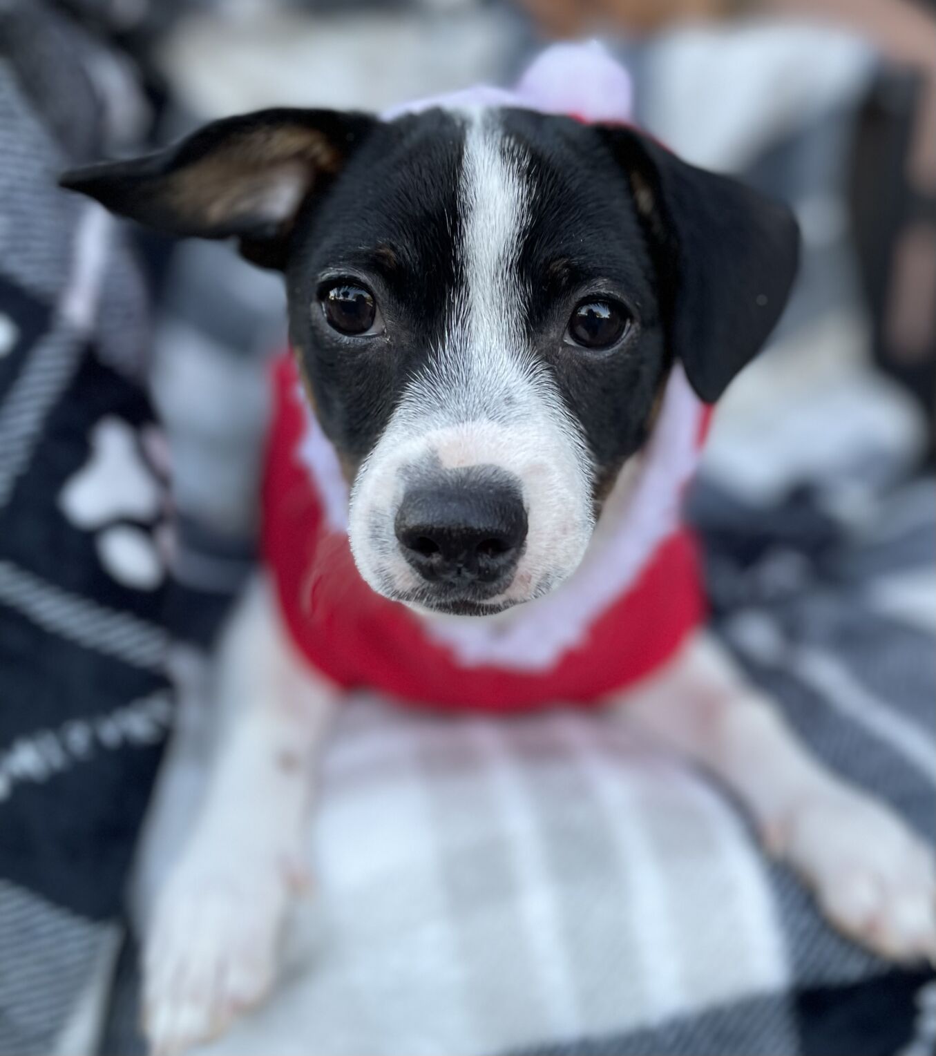 Chihuahua-Dachshund blends seeking their forever homes; donations being taken in Scottsdale