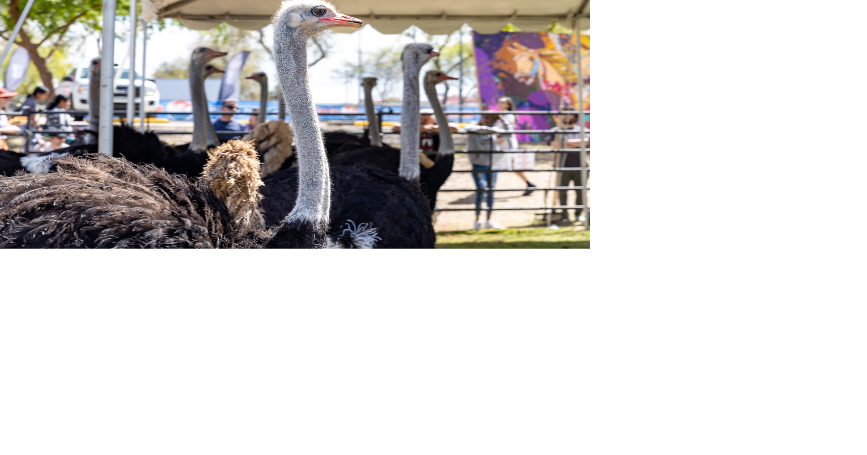 34th Annual Chandler Chamber Ostrich Festival happening March 8-10