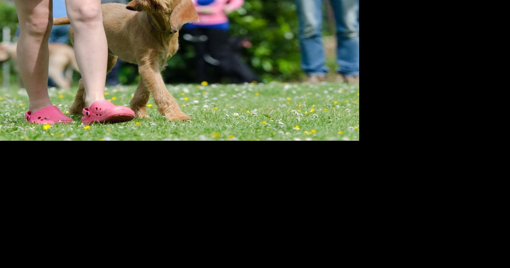 Pet Behavior Solutions: Premack Principle in dog training | Community Voices
