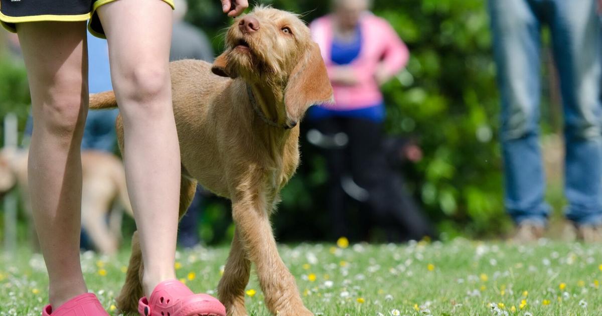 Pet Behavior Solutions: Premack Principle in dog training | Community Voices Pet Behavior Solutions: Premack Principle in dog training | Community Voices