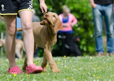 Dog walking