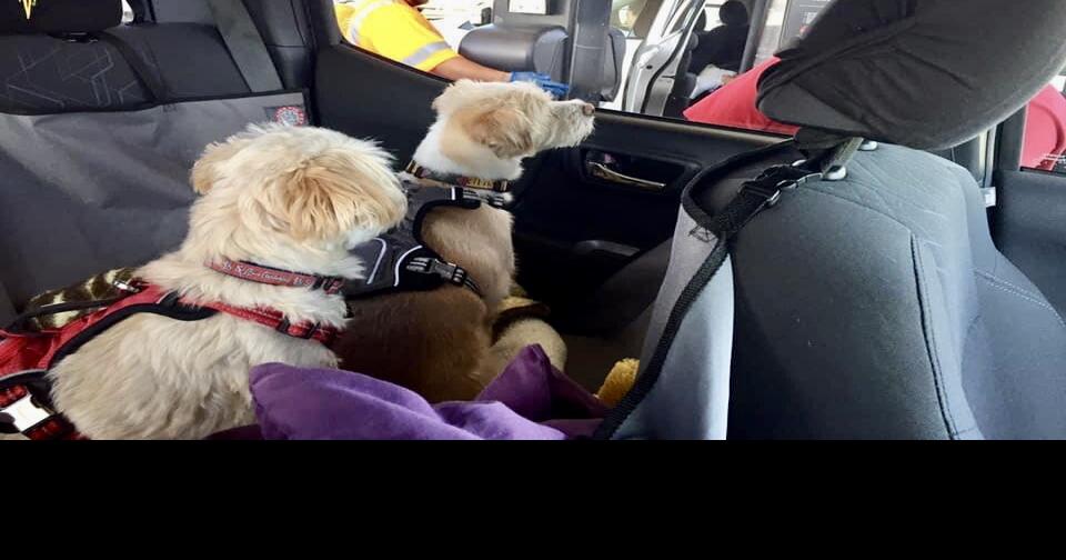 How to keep dogs safe this summer Health And Wellness