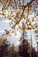 Things to do: Explore the colors of fall, five Flagstaff hikes