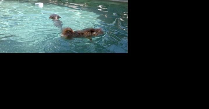 Pet Behavior Solutions: Keeping your dog safe around pools - Vimarsana News