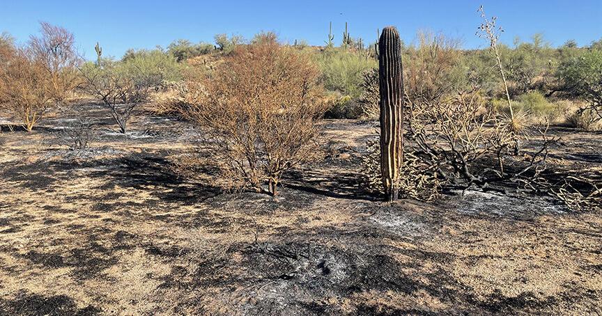 McDowell Sonoran Conservancy highlights concerns for Sonoran Desert