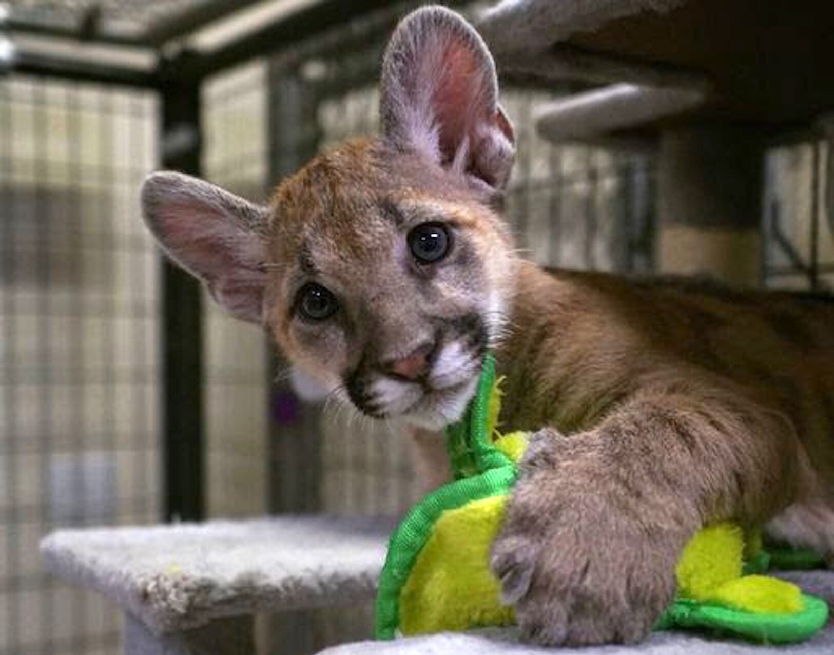 Help name new baby mountain lions at Southwest Wildlife Conservation Center