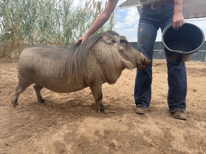 Ghost Ranch Exotics: The largest capybara experience in America ...