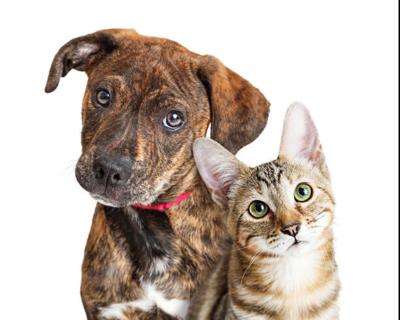 Dog and cat image