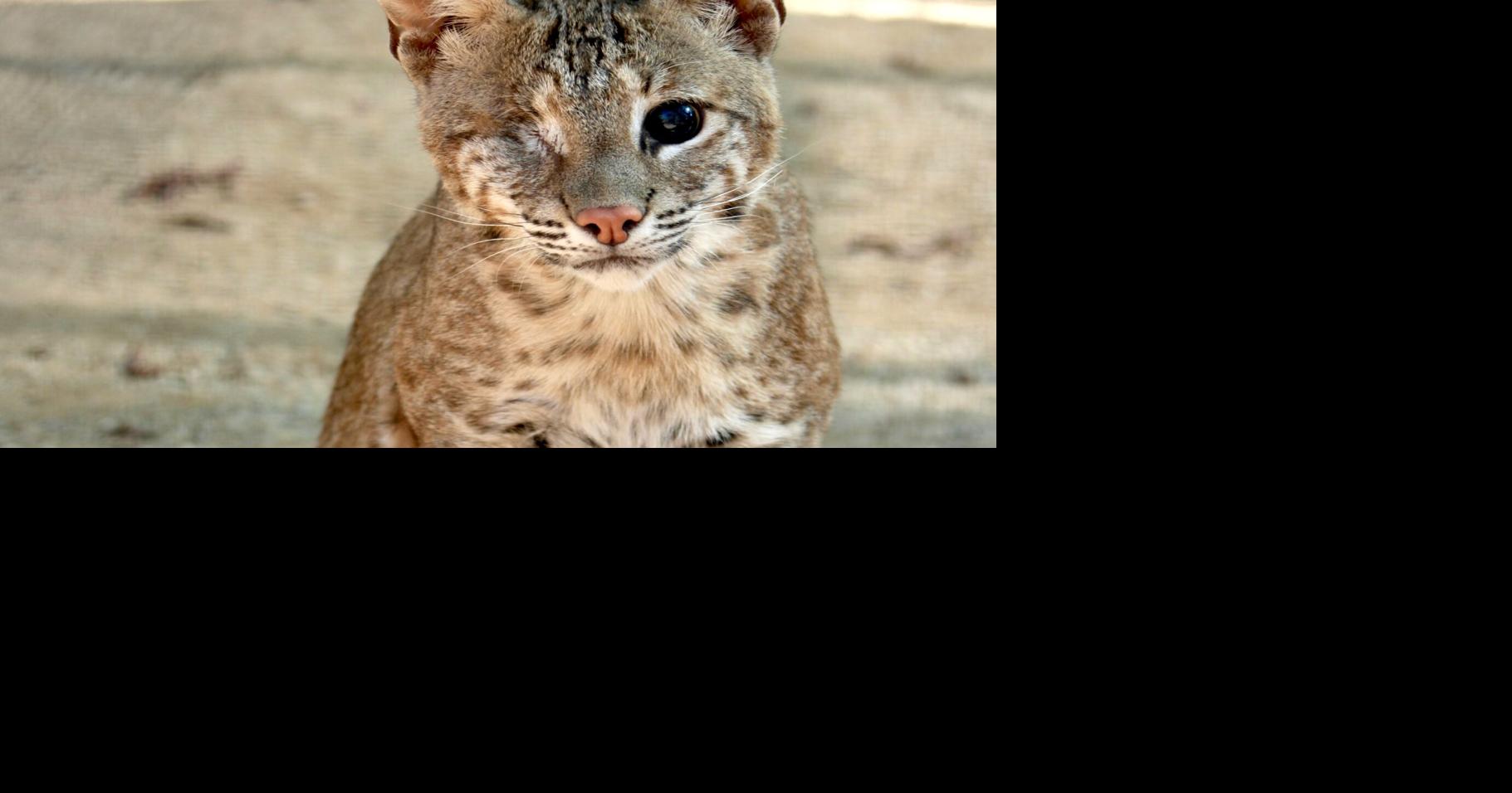 Southwest Wildlife Conservation Center champions coexistence and care for Arizona’s native mammals