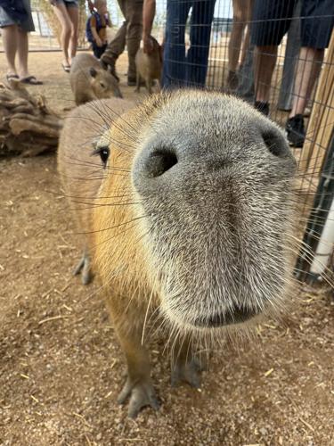 Ghost Ranch Exotics: The largest capybara experience in America ...