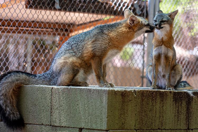 Southwest Wildlife Discovery Series: What is a Tree Fox? | Scottsdale |  