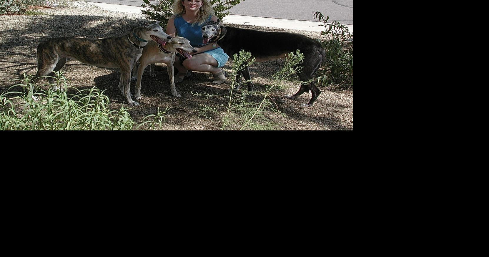 Pet Conduct Solutions: Teaching puppies to appear, wait around | Community Voices