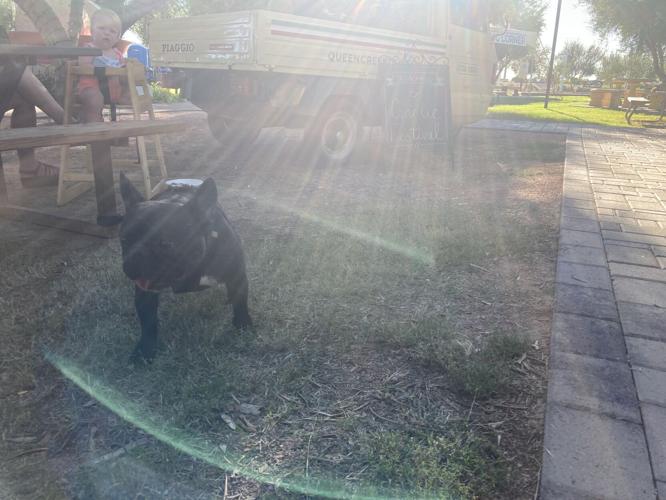 Last weekend for Garlic Fest 2022 at Queen Creek Olive Mill Things To