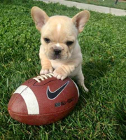 9 Super Bowl food staples that are dangerous for pets to eat