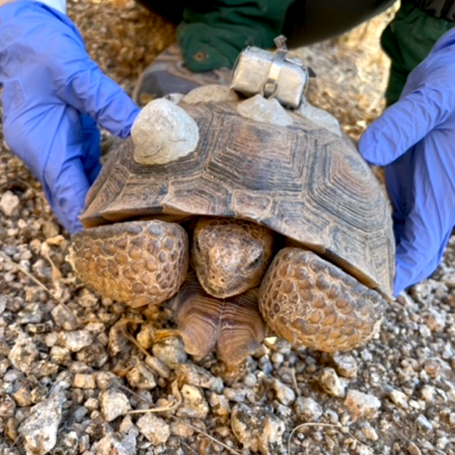 McDowell Sonoran Conservancy highlights concerns for Sonoran Desert
