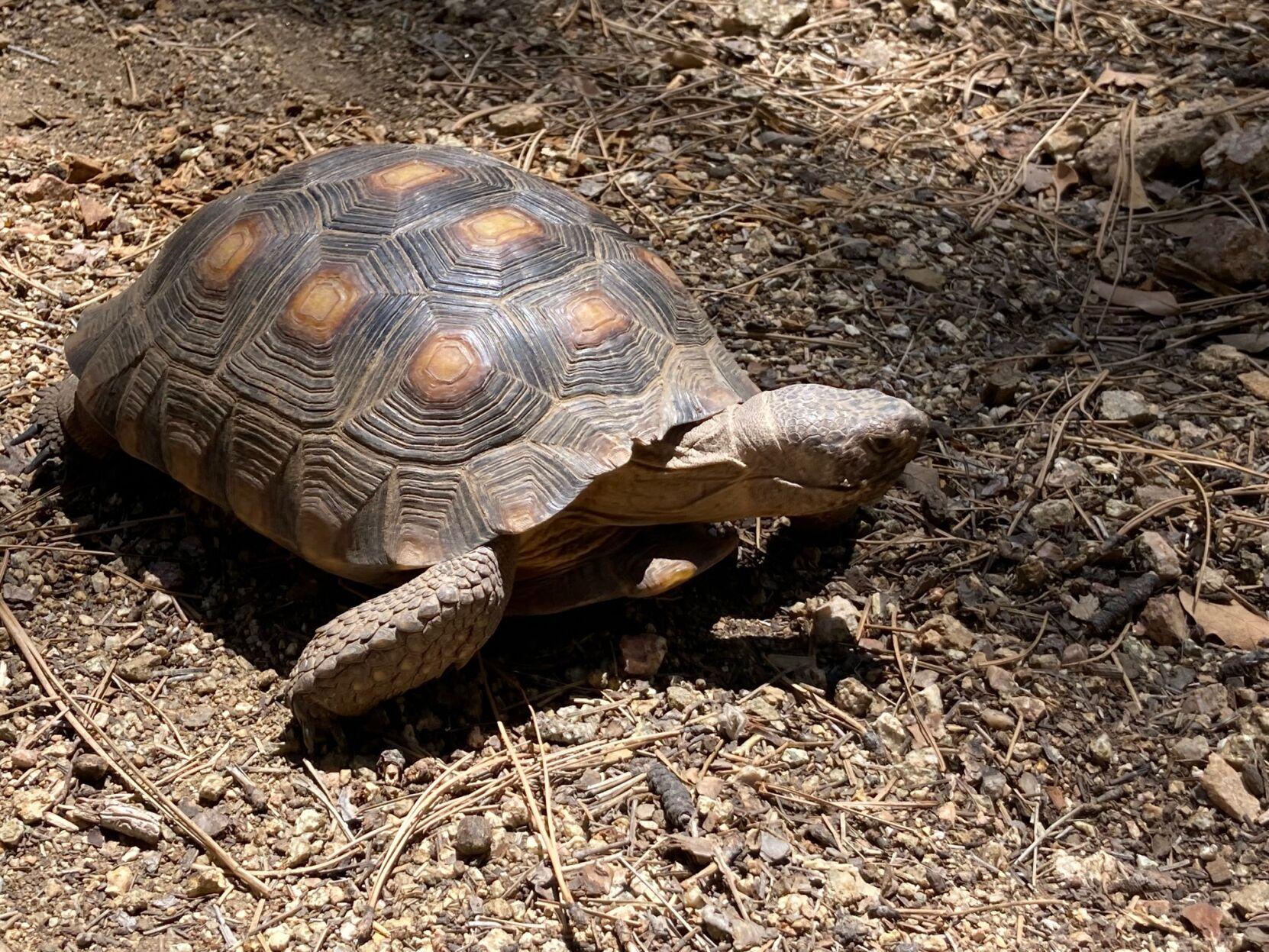 Southwest Wildlife Discovery Series Our Sonoran Desert Tortoises
