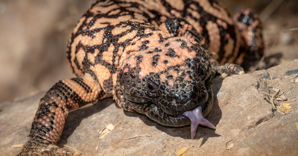 Sonoran Speaker Series Presents: Medicine or Madness; The Use of Venom in Medicine