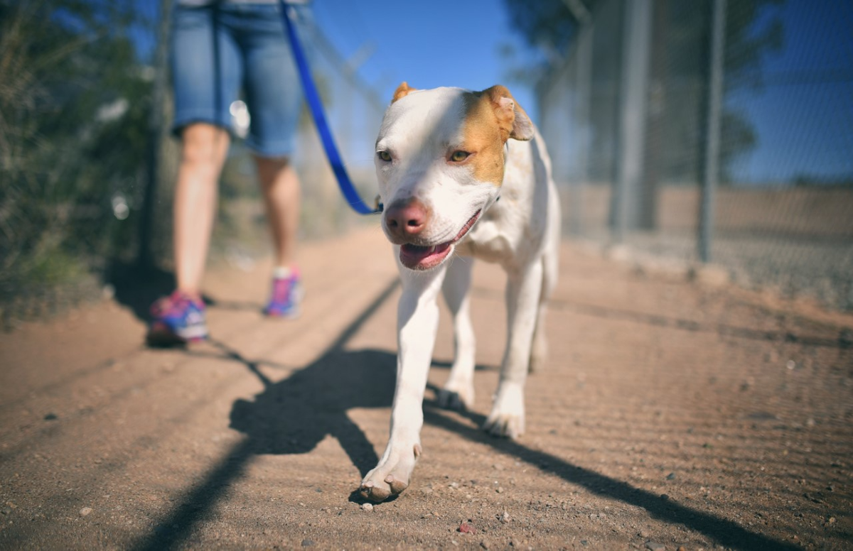 Aawl shop adoption center