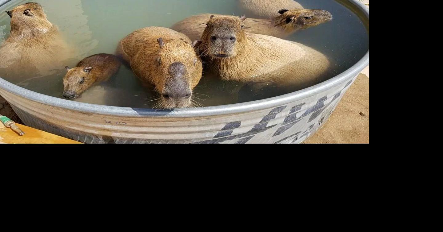 Ghost Ranch Exotics: The largest capybara experience in America ...