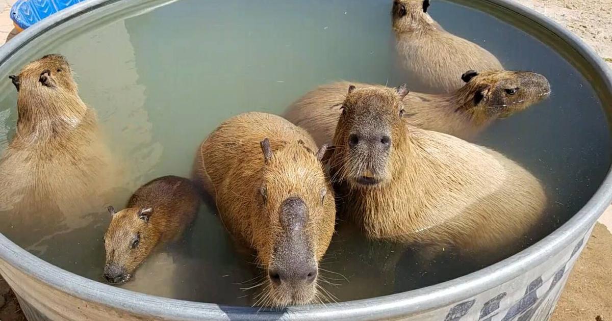 Ghost Ranch Exotics: The largest capybara experience in America ...