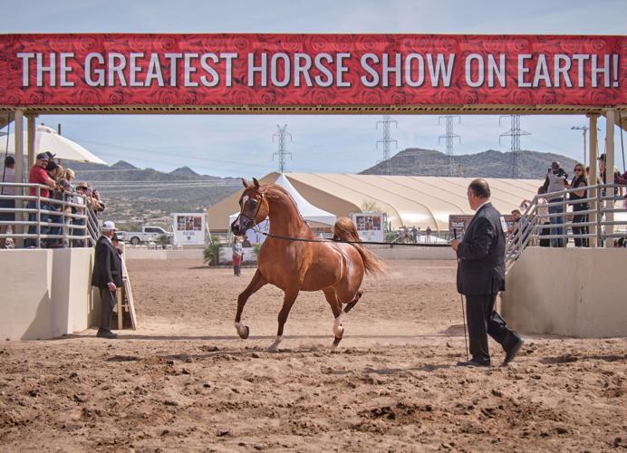 Scottsdale’s historic Arabian Horse Show returns for 68th year Things