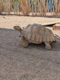 Ghost Ranch Exotics: The largest capybara experience in America ...