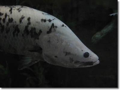 Great Northern Barramundi Men